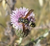 Polistes sp. Polistes sp.