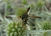Polistes sp. Polistes sp.