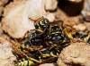 Polistes spp. Polistes spp.