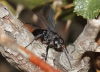Pompilidae