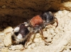 Ronisia barbarula (Petersen, 1988)