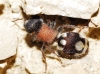 Ronisia barbarula (Petersen, 1988)