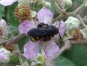 Scolia hortorum Fabricius 1787