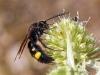 Scolia hortorum Fabricius 1787