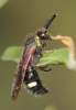 Scolia sexmaculata (Müller 1766)