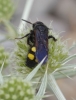 Scolia hortorum Fabricius 1787