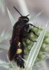 Scolia hortorum Fabricius 1787