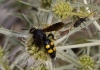 Scolia hortorum Fabricius 1787