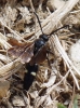 Scolia sexmaculata (Müller 1766)