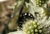 Scolia sexmaculata (Müller 1766)