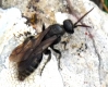 Tiphiidae: Tiphiinae