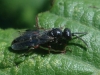 Tiphiinae
