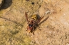 Vespa crabro Linnaeus 1758