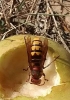 Vespa crabro Linnaeus 1758