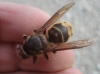 Vespa crabro Linnaeus 1758