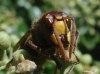 Vespa crabro Linnaeus 1758