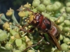 Vespa crabro Linnaeus 1758