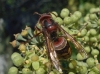 Vespa crabro Linnaeus 1758