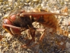 Vespa crabro Linnaeus 1758