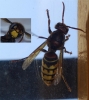 Vespa crabro Linnaeus 1758