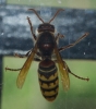 Vespa crabro Linnaeus 1758