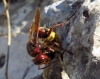 Vespa crabro Linnaeus 1758