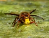 Vespa crabro Linnaeus 1758