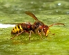 Vespa crabro Linnaeus 1758