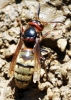 Vespa crabro Linnaeus 1758