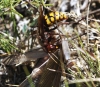 Vespa crabro Linnaeus 1758