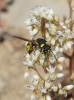 Vespidae: Eumeninae