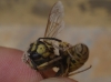Vespula germanica (Fabricius 1793)