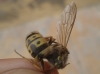 Vespula germanica (Fabricius 1793)