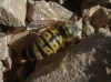 Vespula germanica (Fabricius 1793)