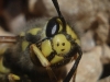 Vespula germanica (Fabricius 1793)