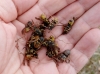 Vespula germanica (Fabricius 1793)