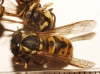 Vespula germanica (Fabricius 1793)
