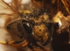 Vespula germanica (Fabricius 1793)