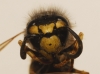 Vespula germanica (Fabricius 1793)