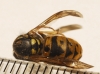 Vespula germanica (Fabricius 1793)