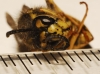 Vespula germanica (Fabricius 1793)