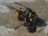 Vespula germanica (Fabricius 1793)