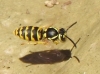 Vespula germanica (Fabricius 1793)