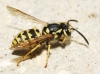 Vespula germanica (Fabricius 1793)