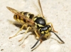 Vespula germanica (Fabricius 1793)