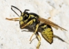 Vespula germanica (Fabricius 1793)