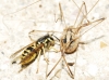 Vespula germanica (Fabricius 1793)