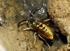 Vespula germanica (Fabricius 1793)