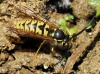 Vespula germanica (Fabricius 1793)