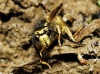 Vespula germanica (Fabricius 1793)